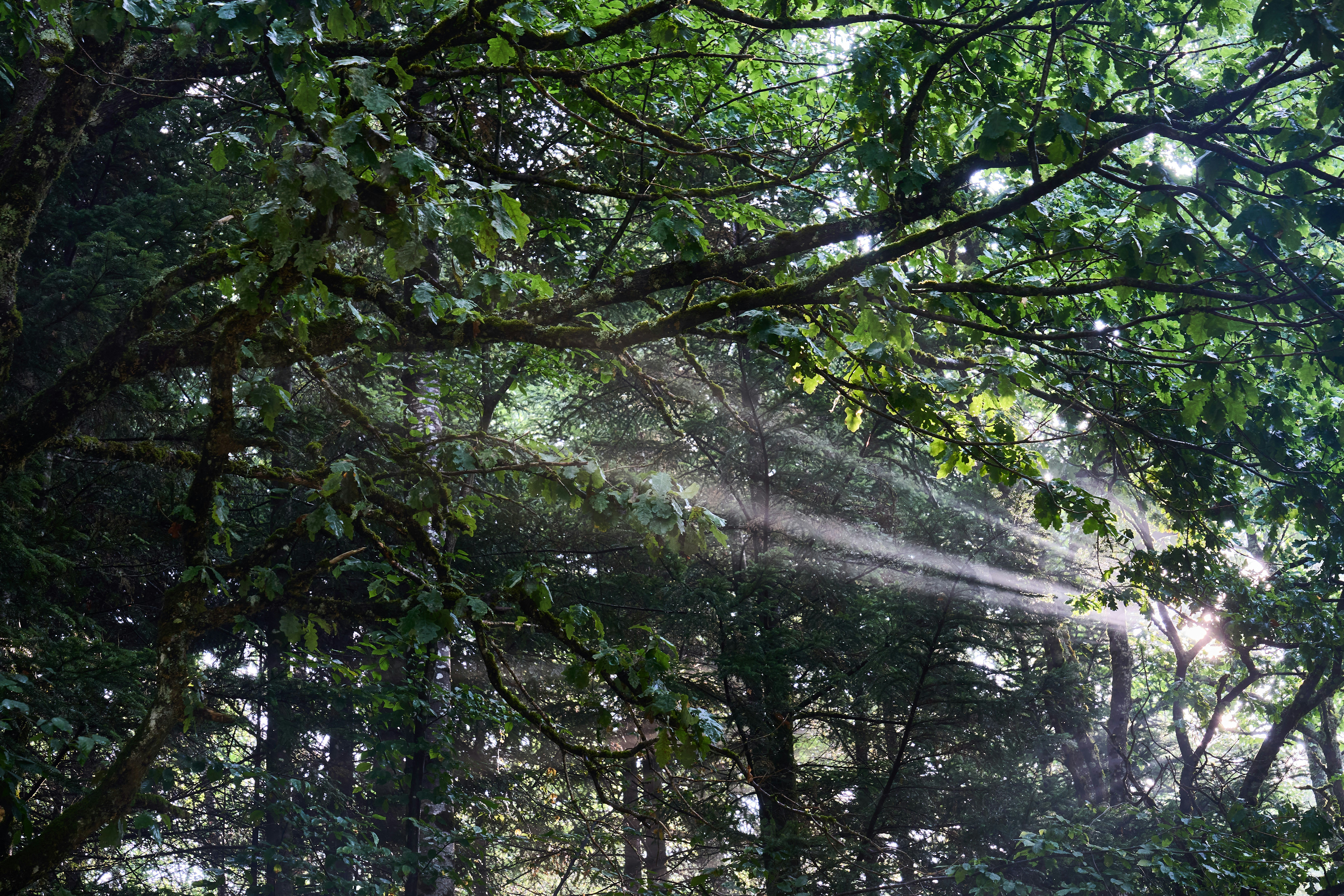 Photo by wolfgang_hasselmann