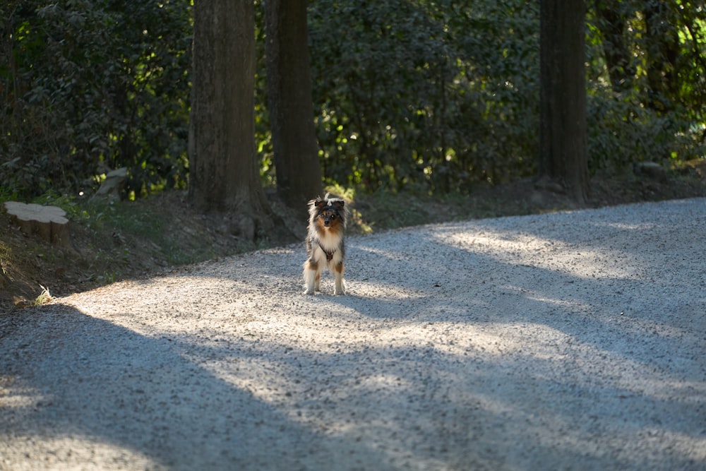 a dog standing on a dirt road