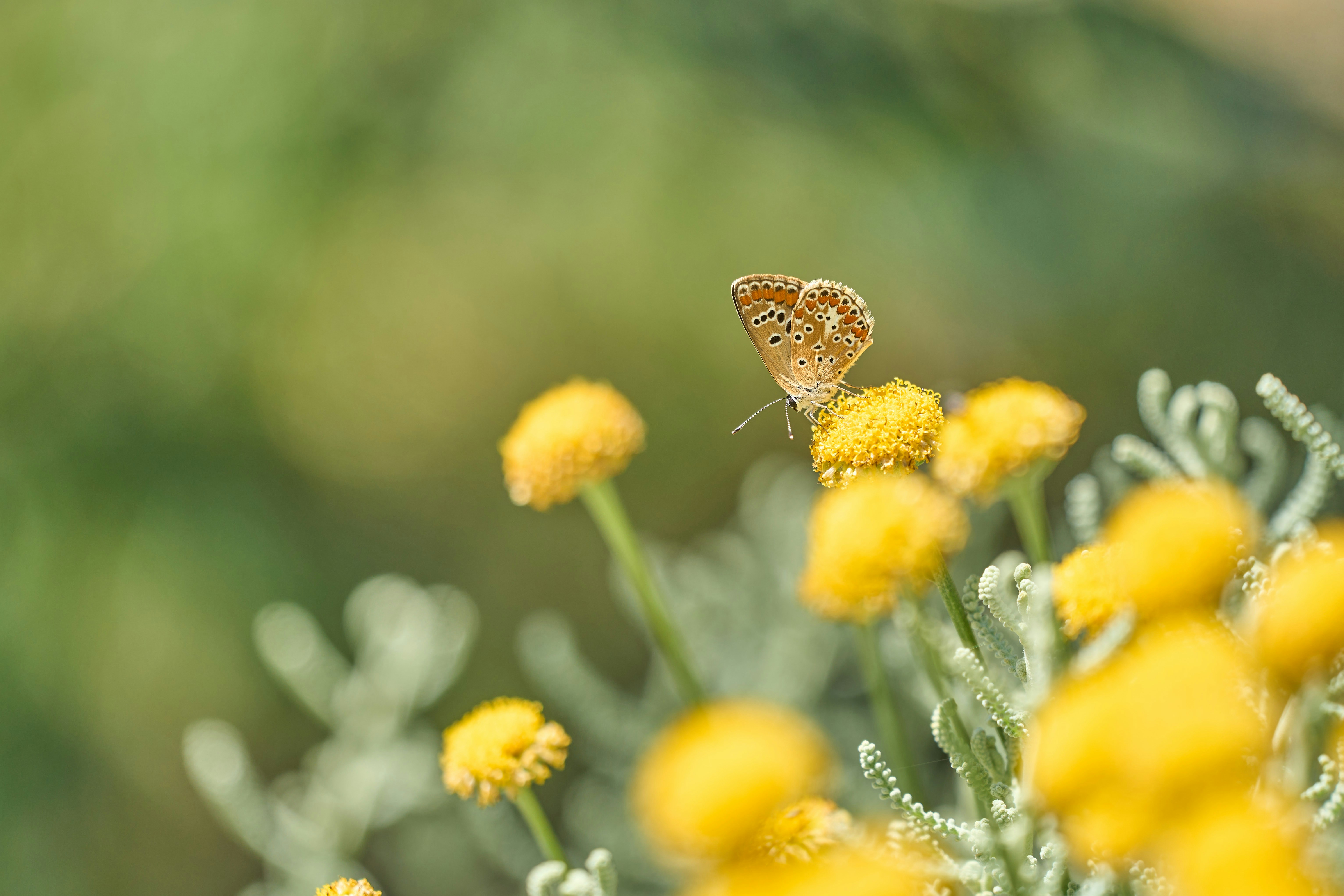 Photo by wolfgang_hasselmann