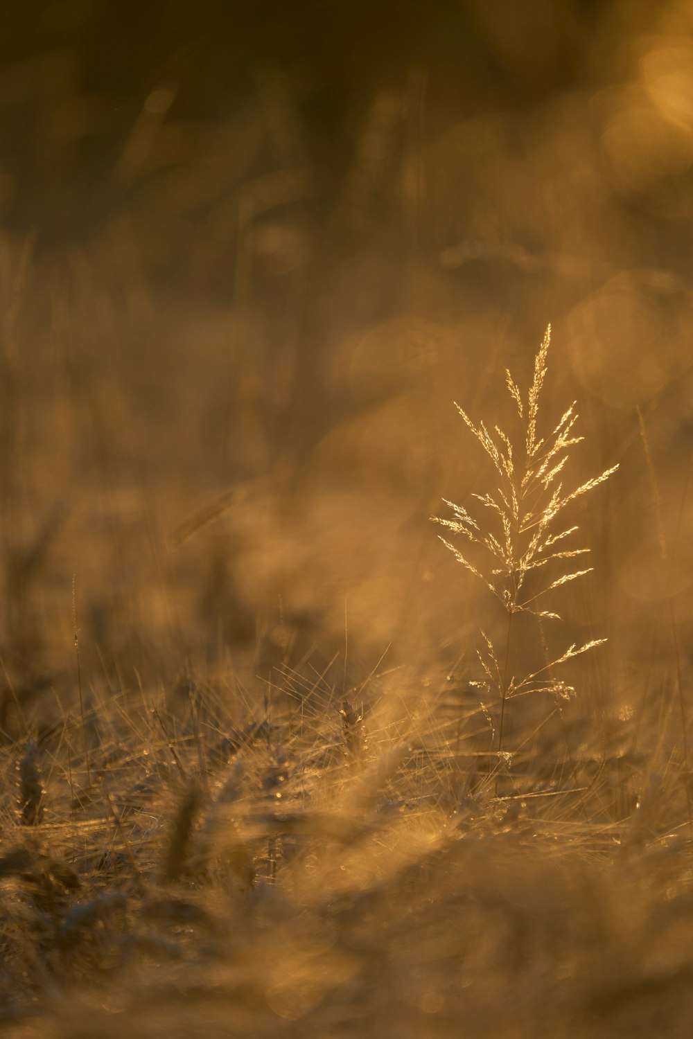 a close up of a plant