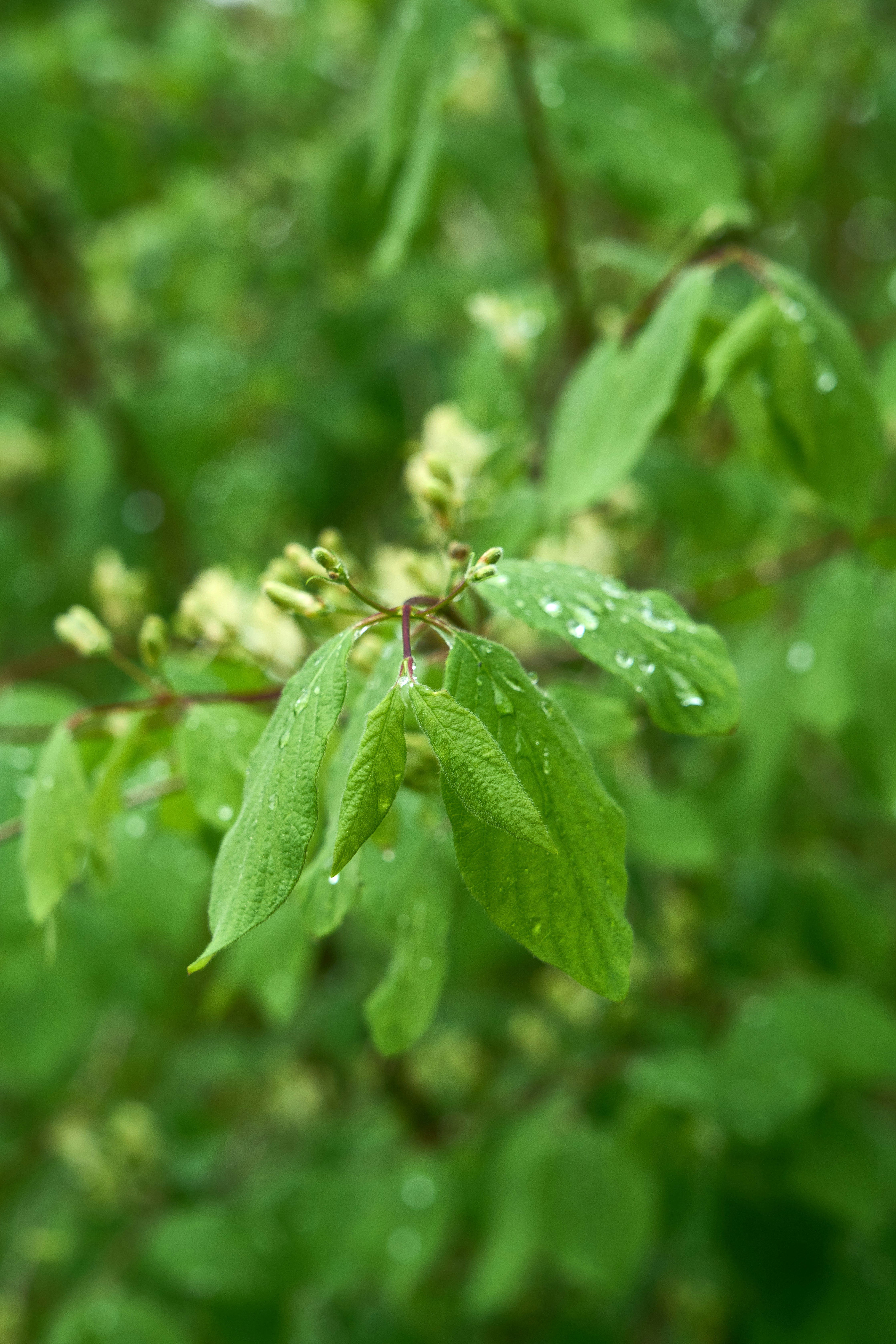 Photo by wolfgang_hasselmann