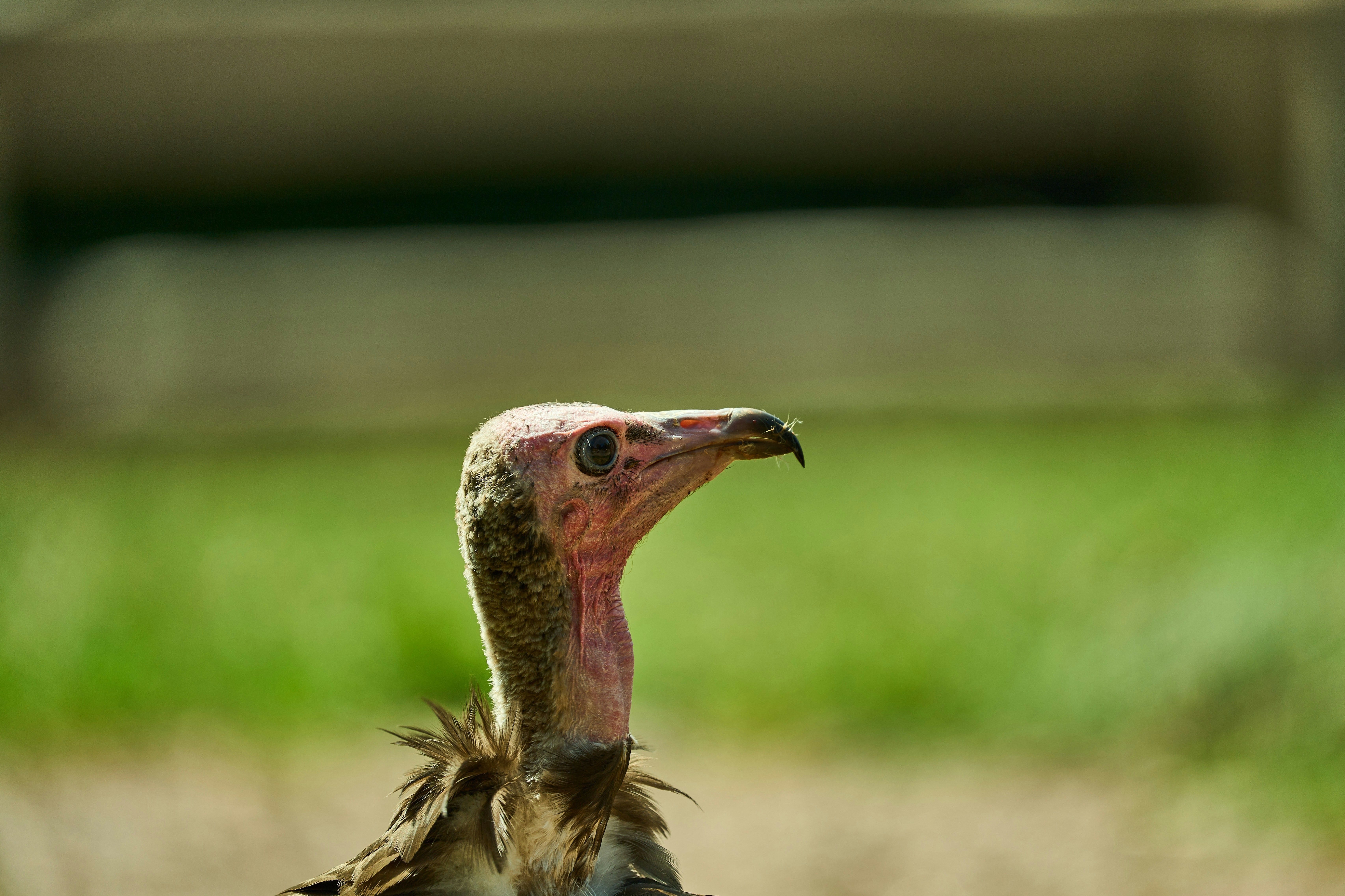 Photo by wolfgang_hasselmann