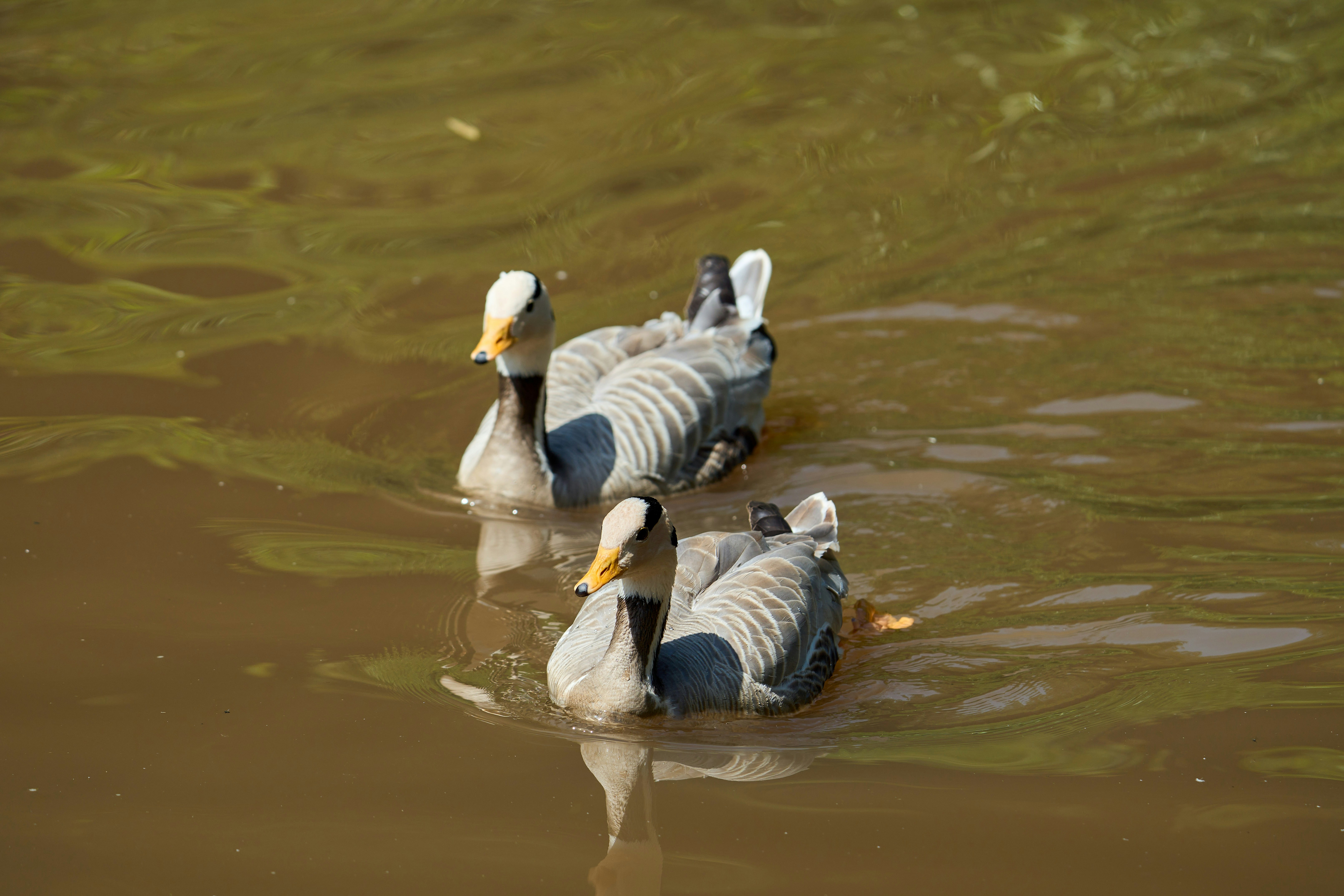 Photo by wolfgang_hasselmann