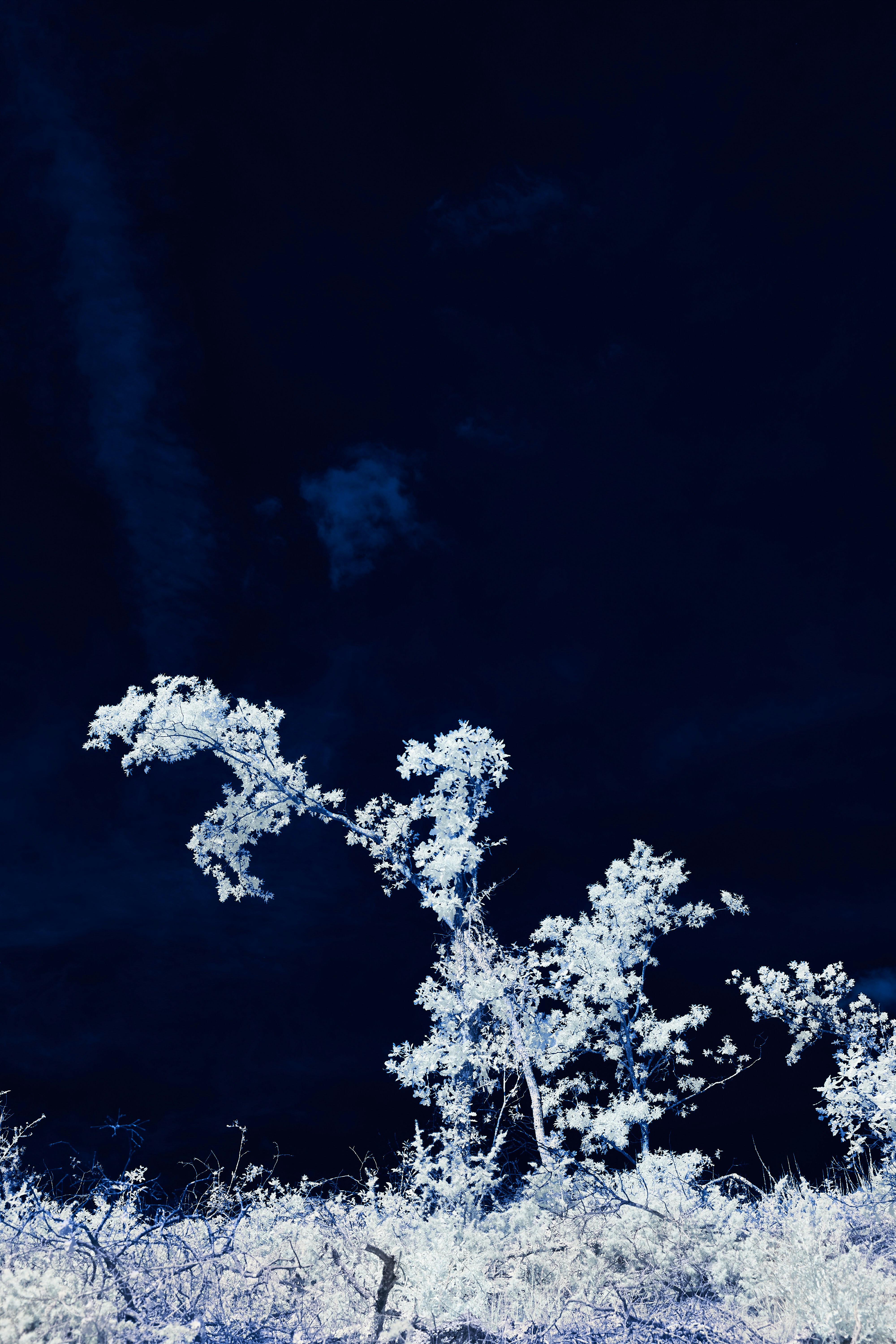 Photo by wolfgang_hasselmann