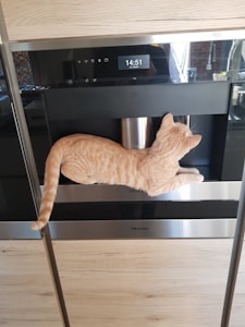 Auto Pet Feeder
