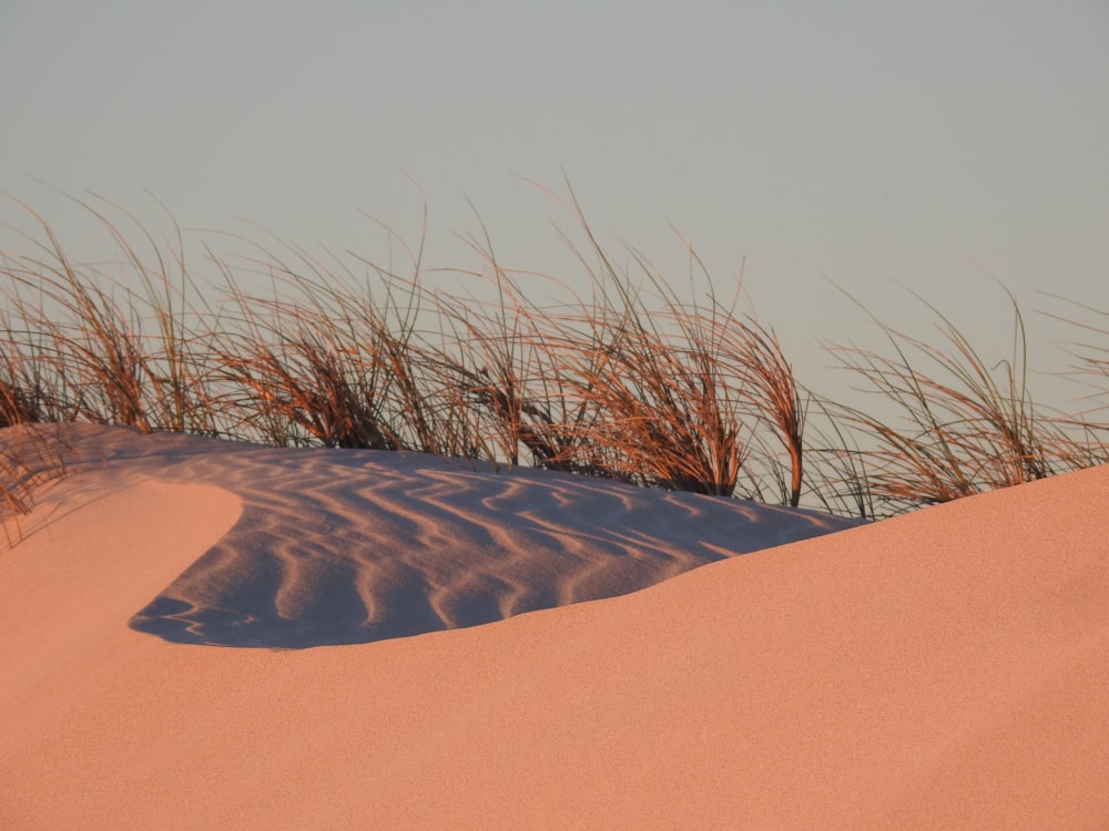 a sand dune with trees
