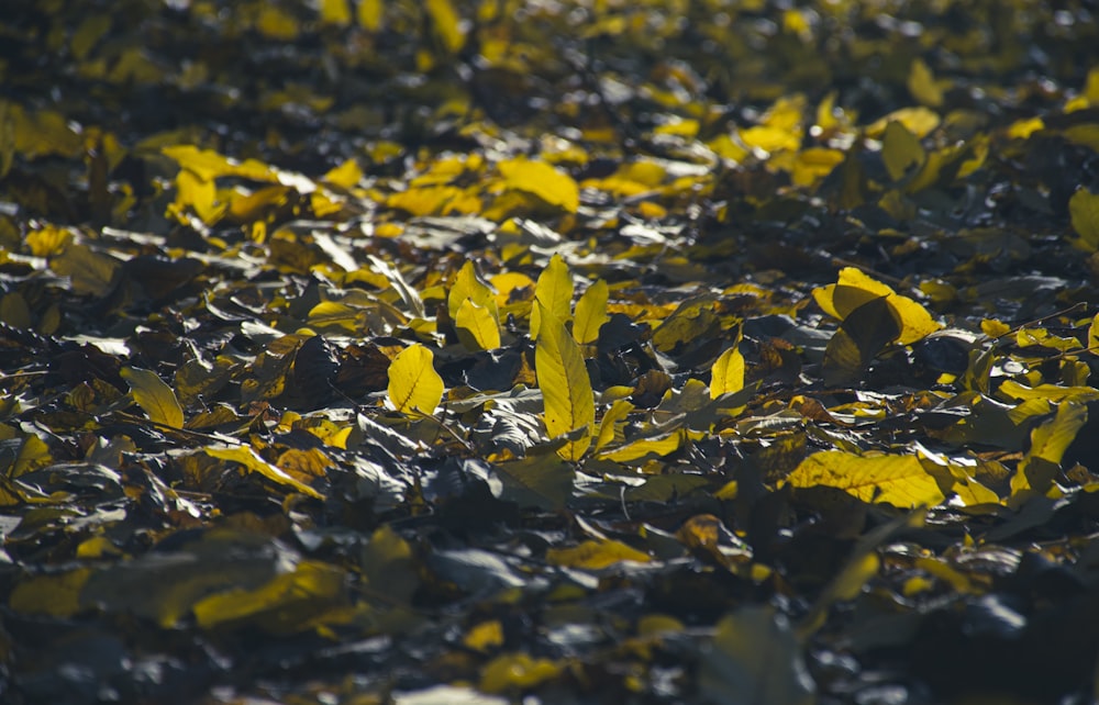 yellow leaves on a rock