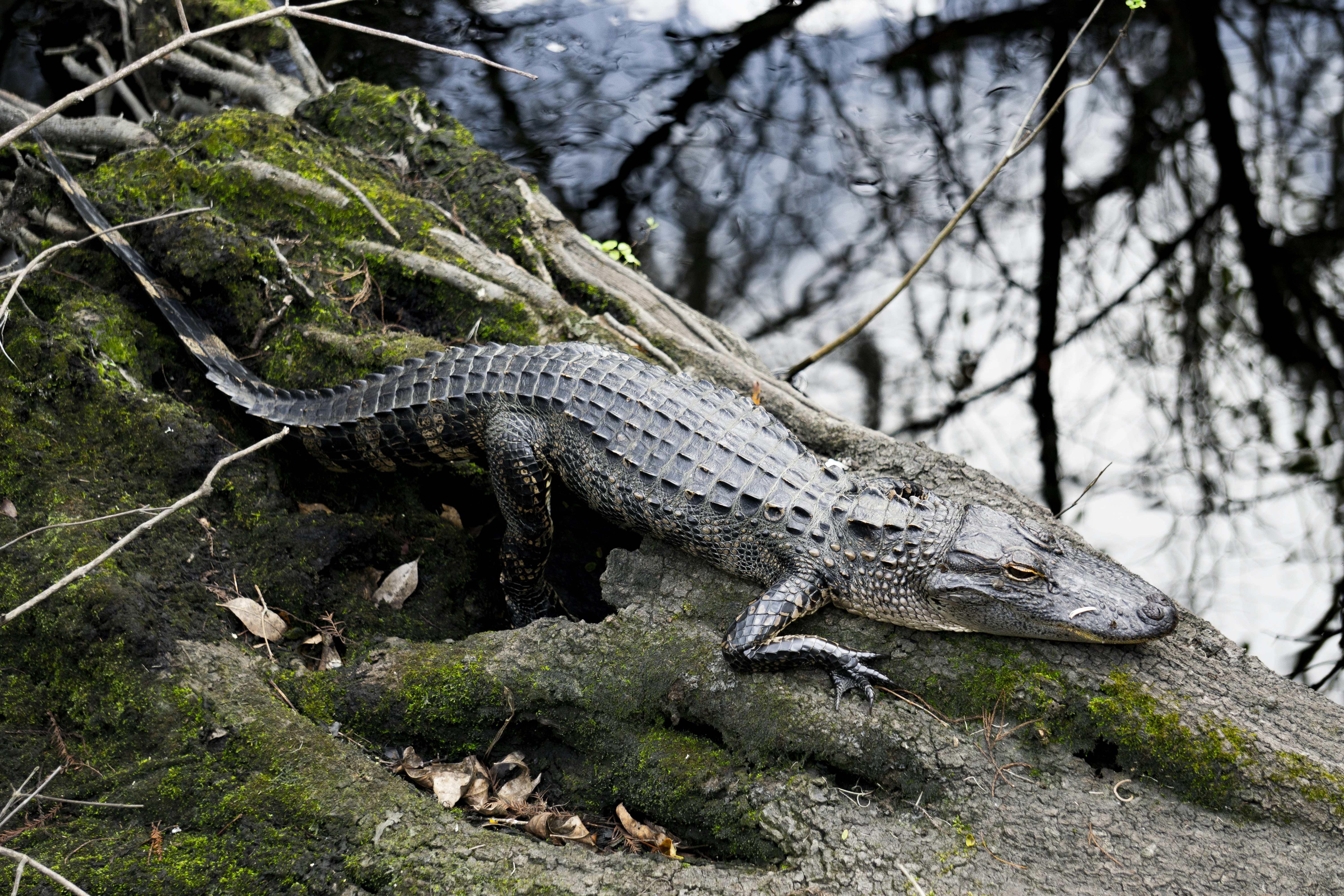 Un crocodile dans les bois