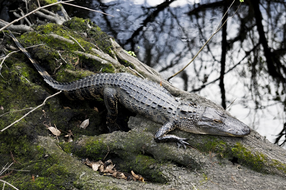 a crocodile in the woods