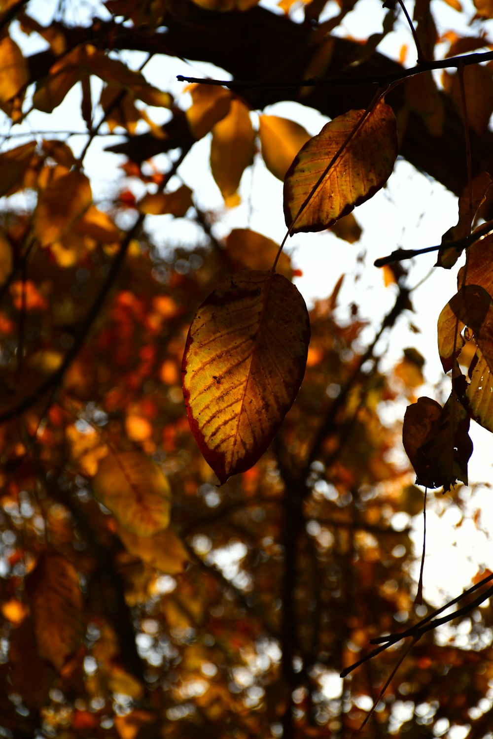 a tree with orange leaves
