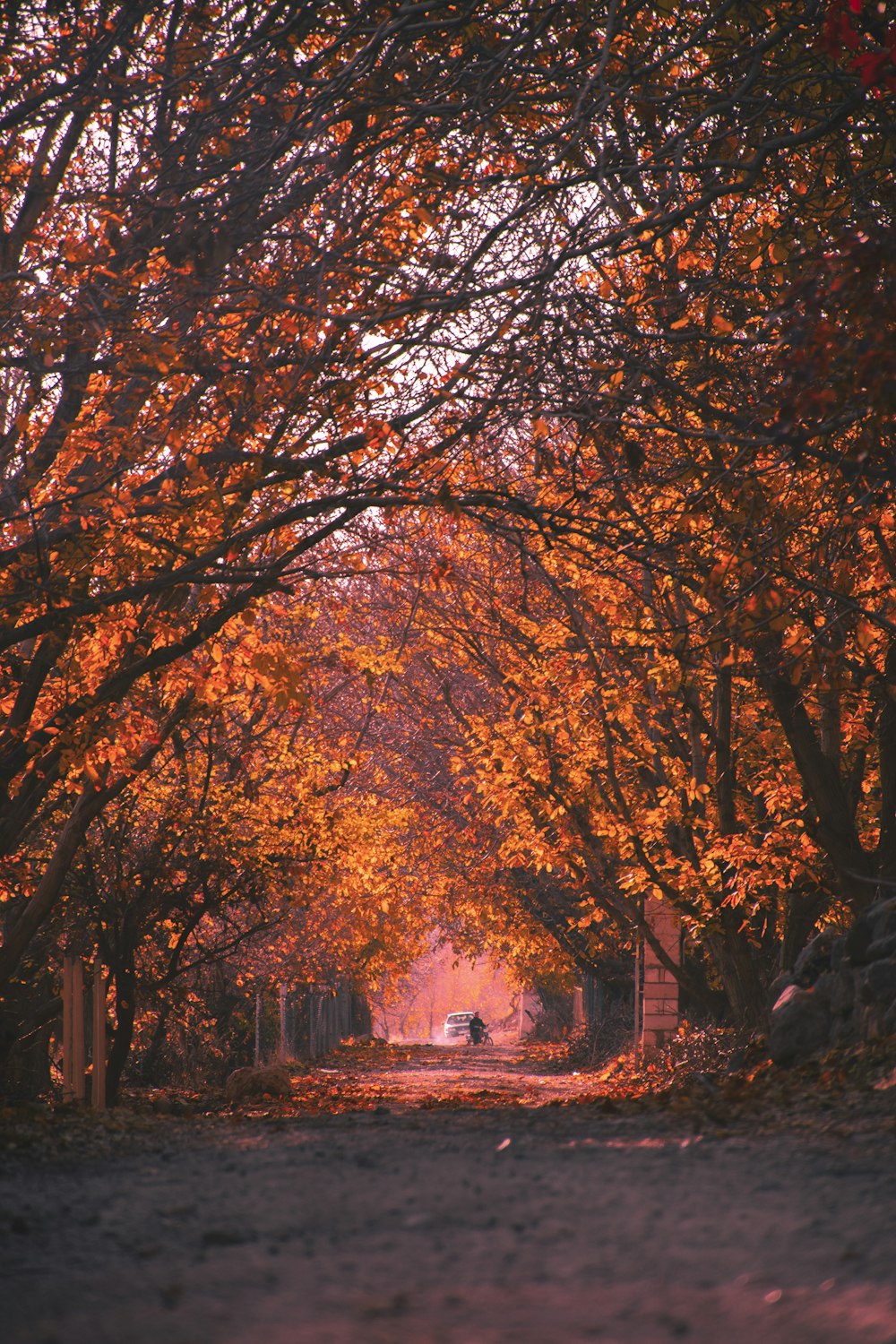 a house with orange leaves