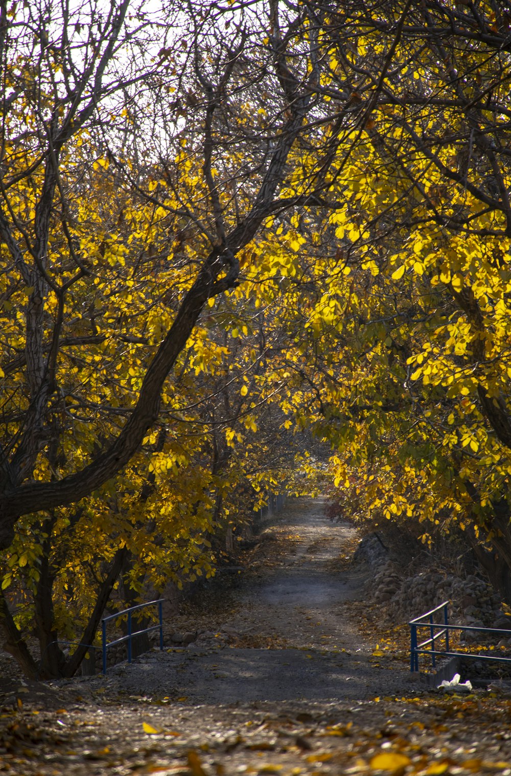 a path with yellow leaves on the ground and trees on either side