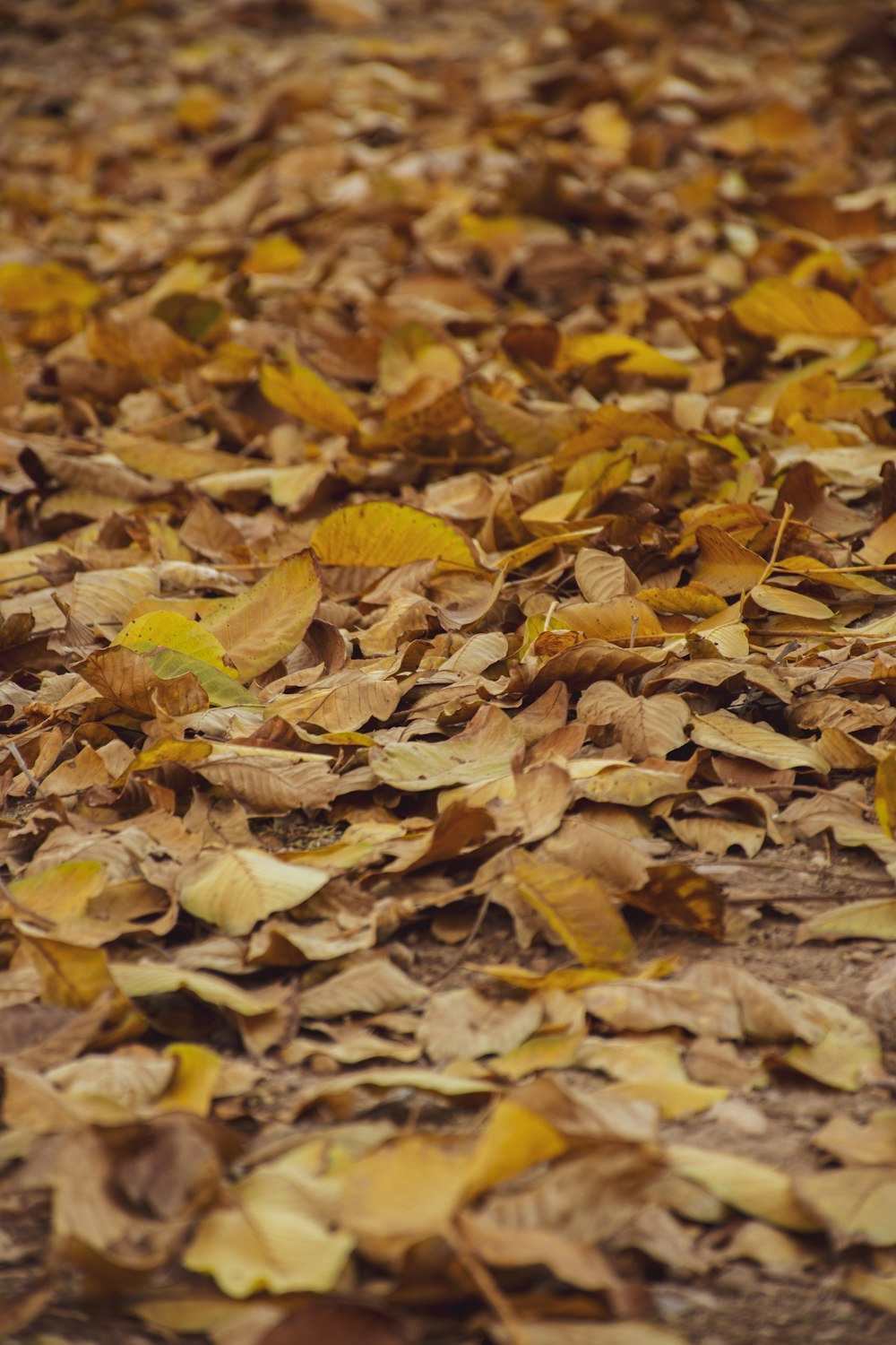 a pile of leaves