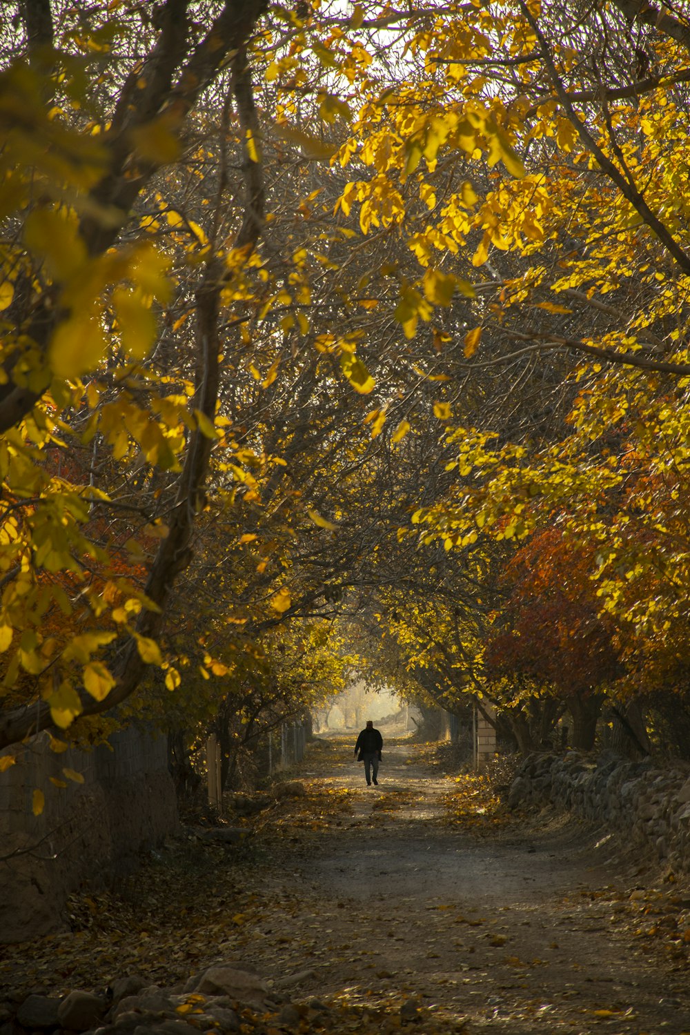 a person walking on a path with yellow leaves on the trees