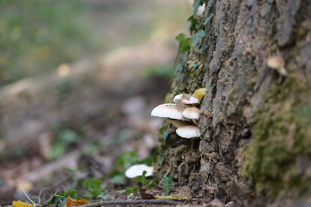 mushrooms growing on a tree