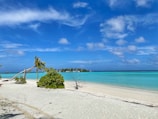 A serene beach with crystal-clear water and palm trees under a bright blue sky.