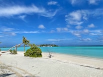 A serene Caribbean beach with clear blue water and palm trees.