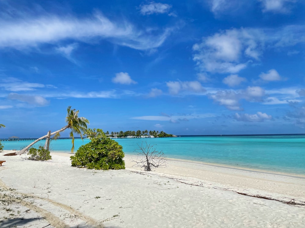 a sandy beach with palm trees and blue water