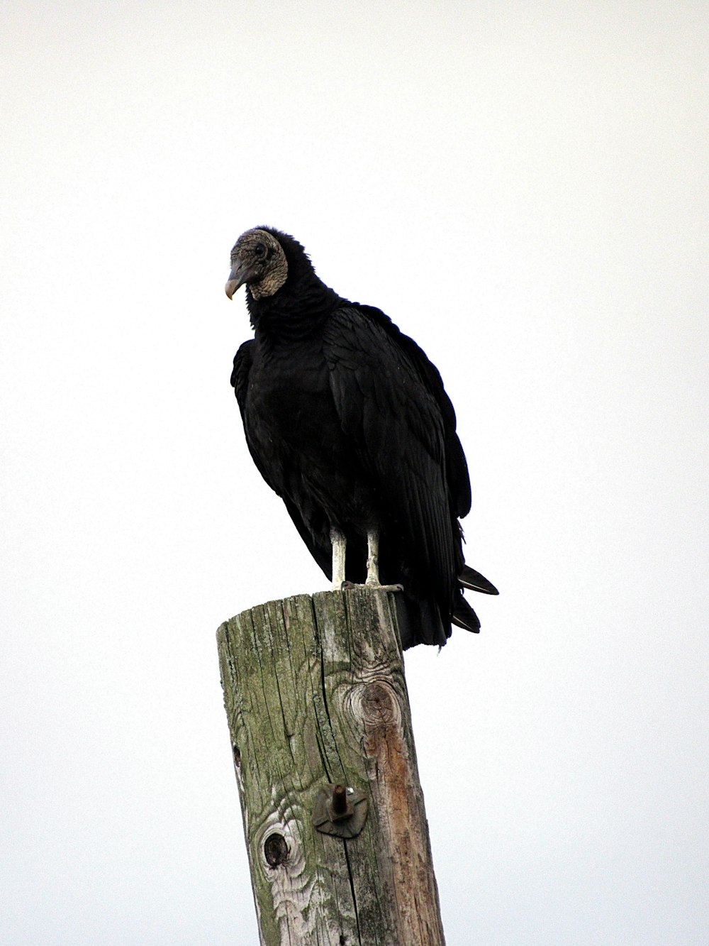 a bird standing on a wood post