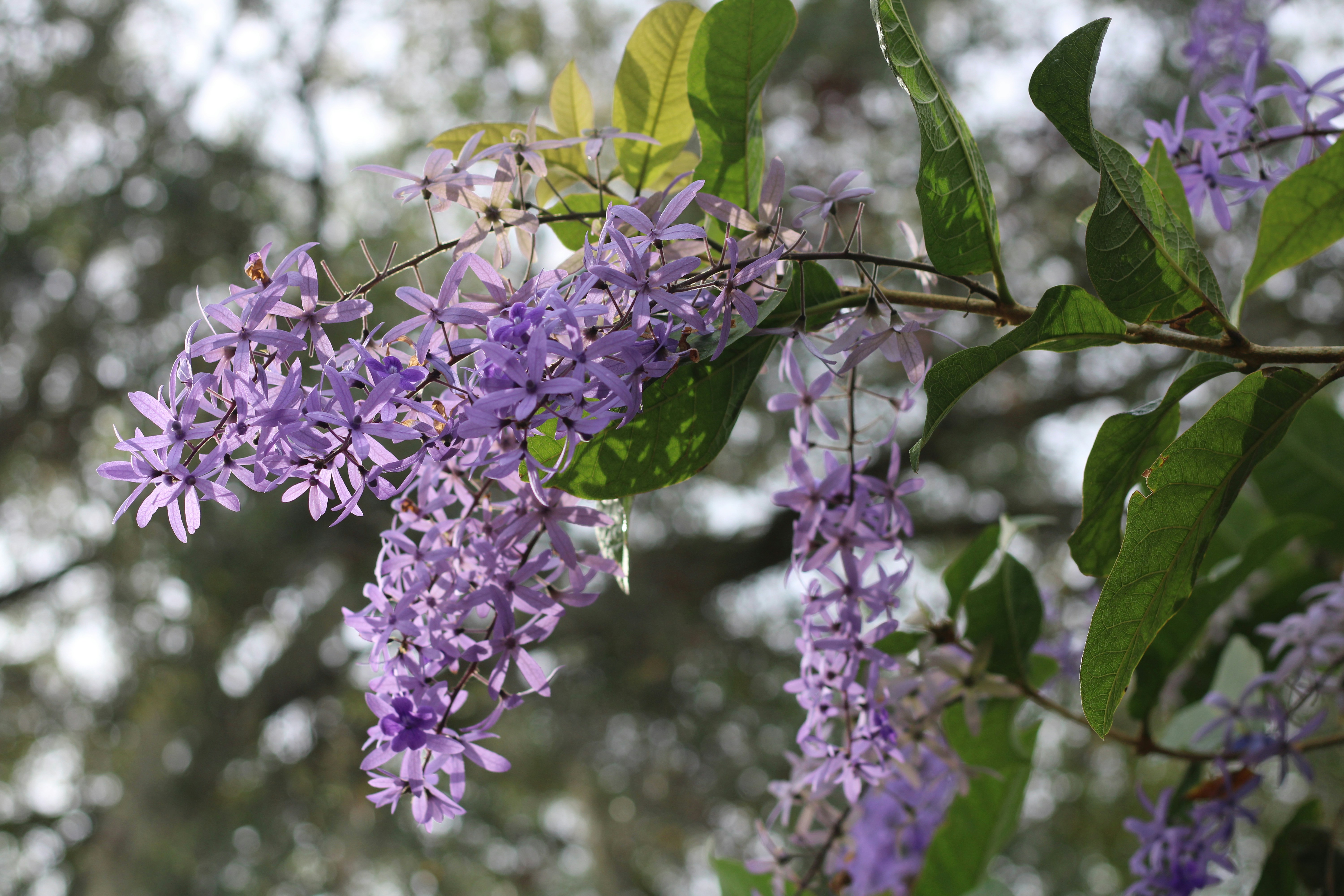 a close up of a purple flower with Hulda Klager Lilac Gardens in the background