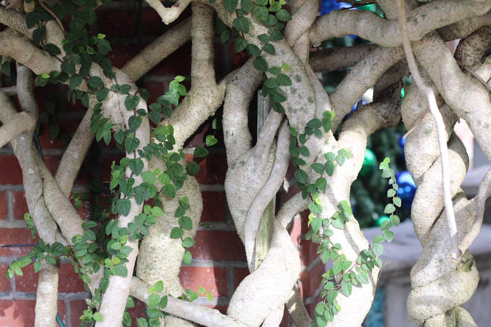 a tree with white flowers