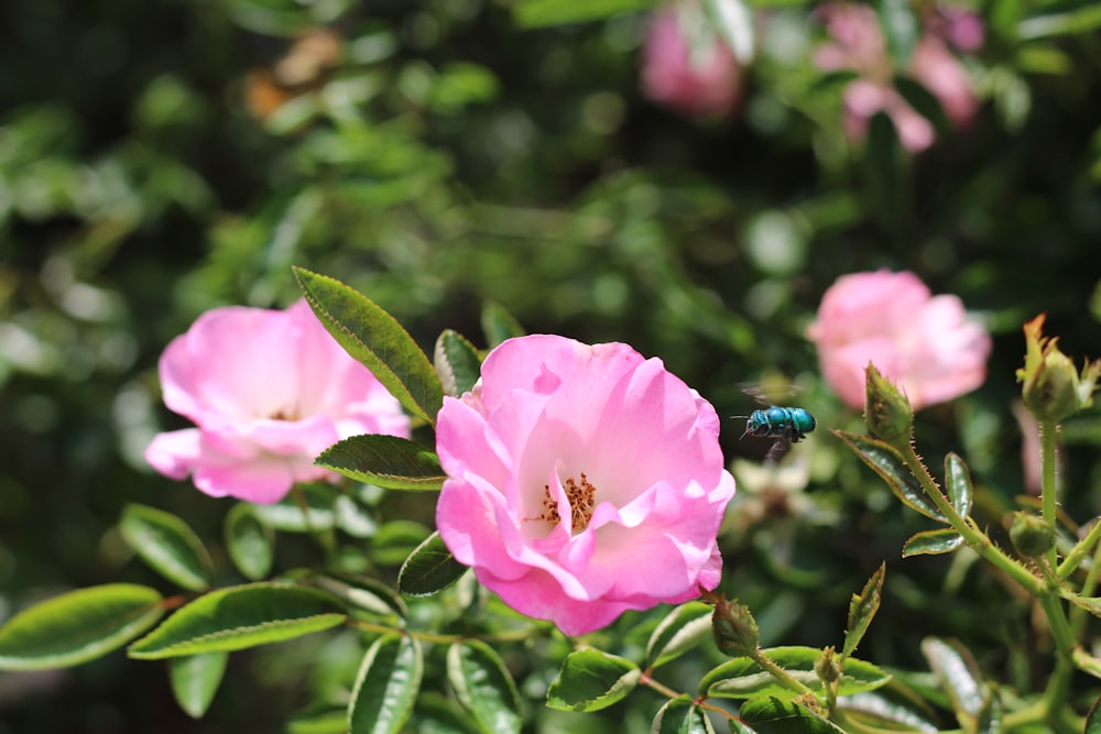 a ladybug on a pink flower