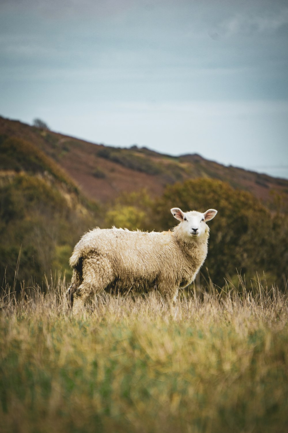 Ein Schaf steht auf einem Feld