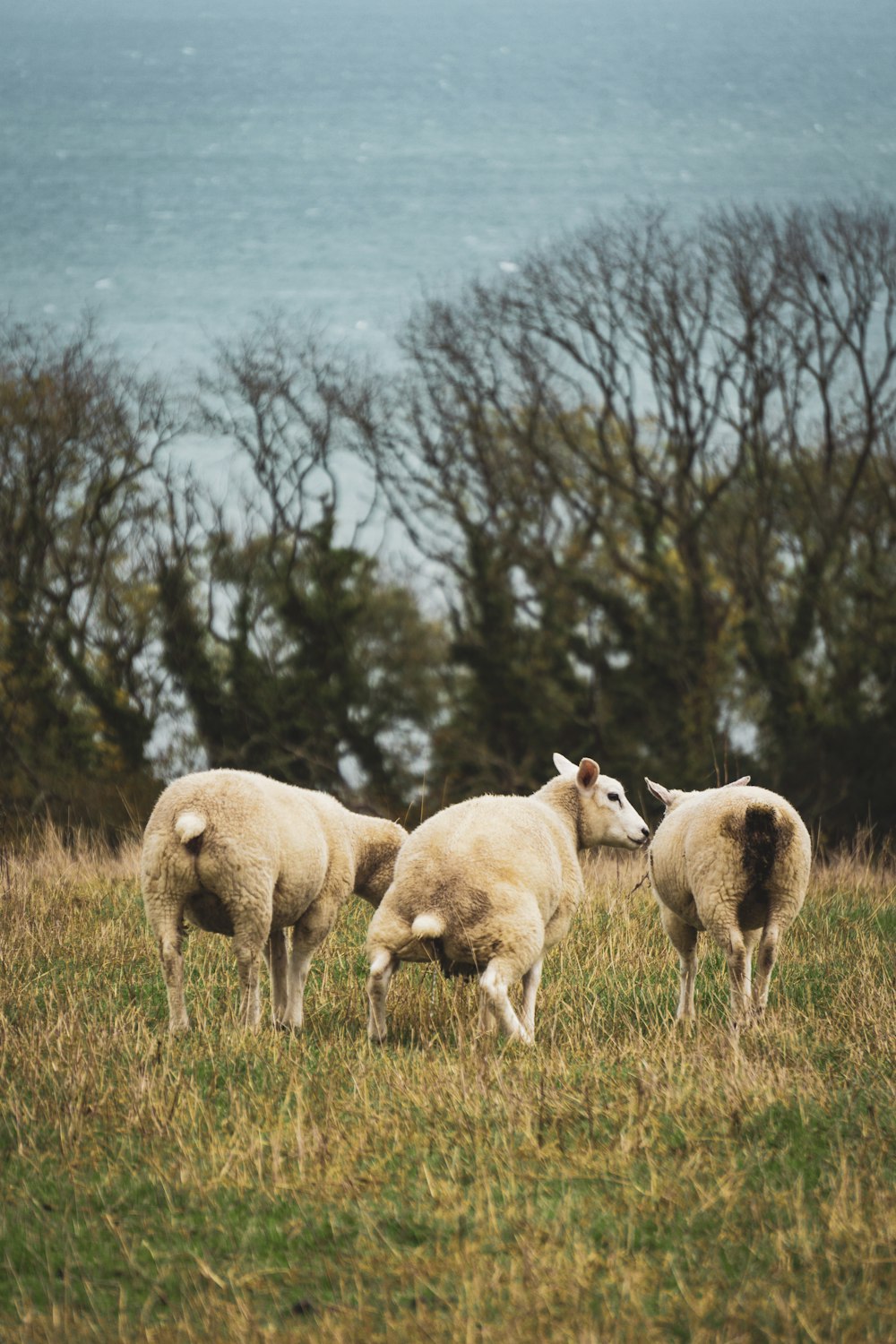 Un groupe de moutons dans un champ