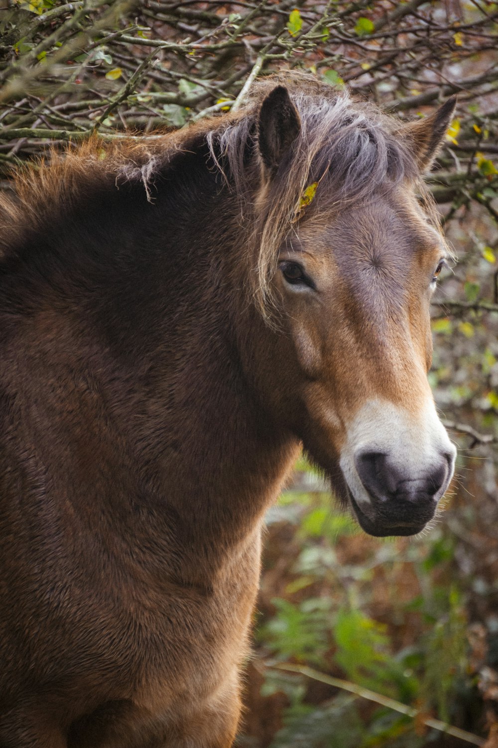 a couple of horses