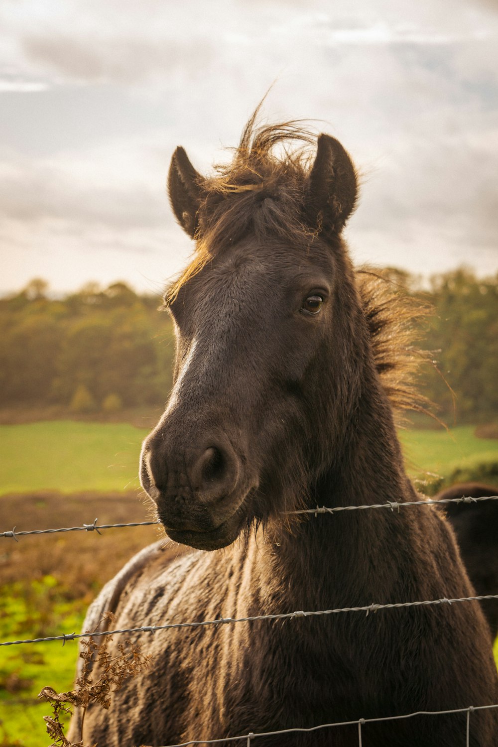a horse behind a fence