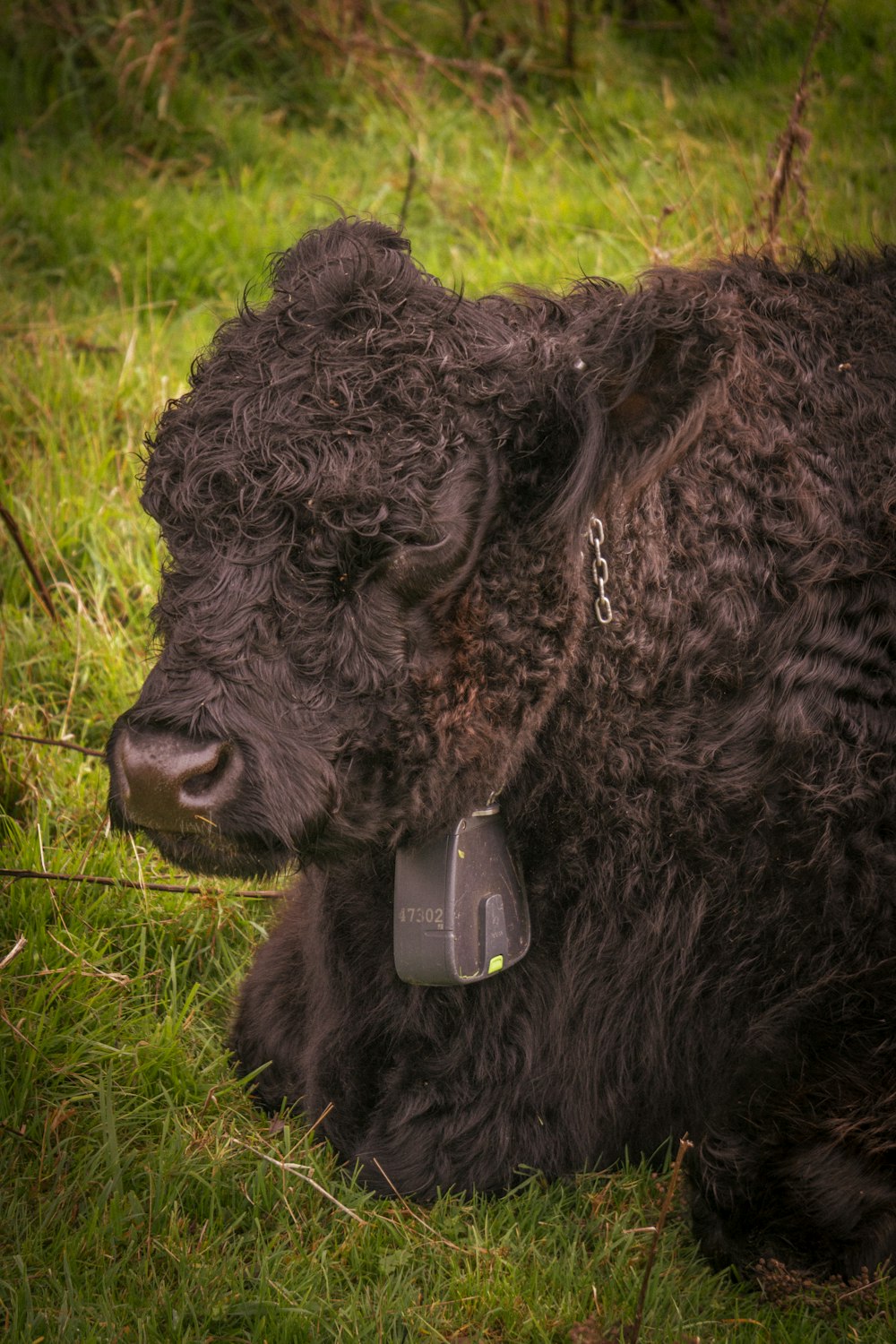 a large black animal with a can on its head