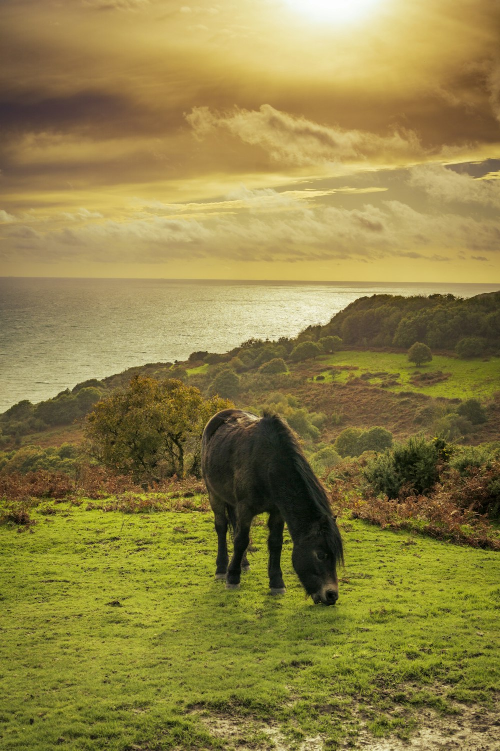 Un cheval paissant sur une colline