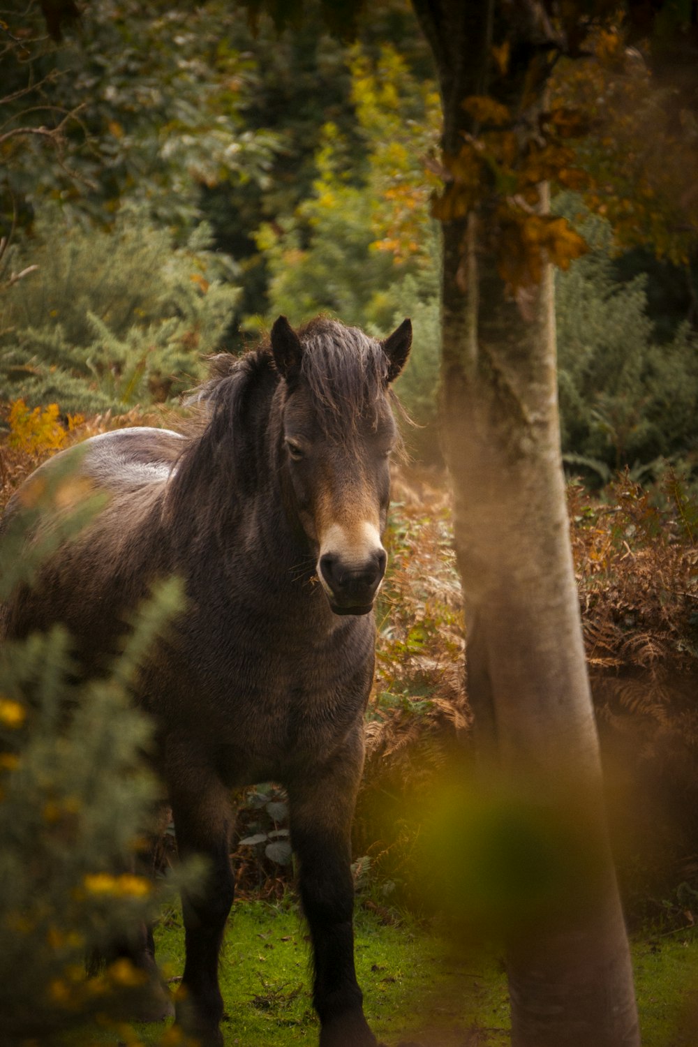 a horse standing next to a tree