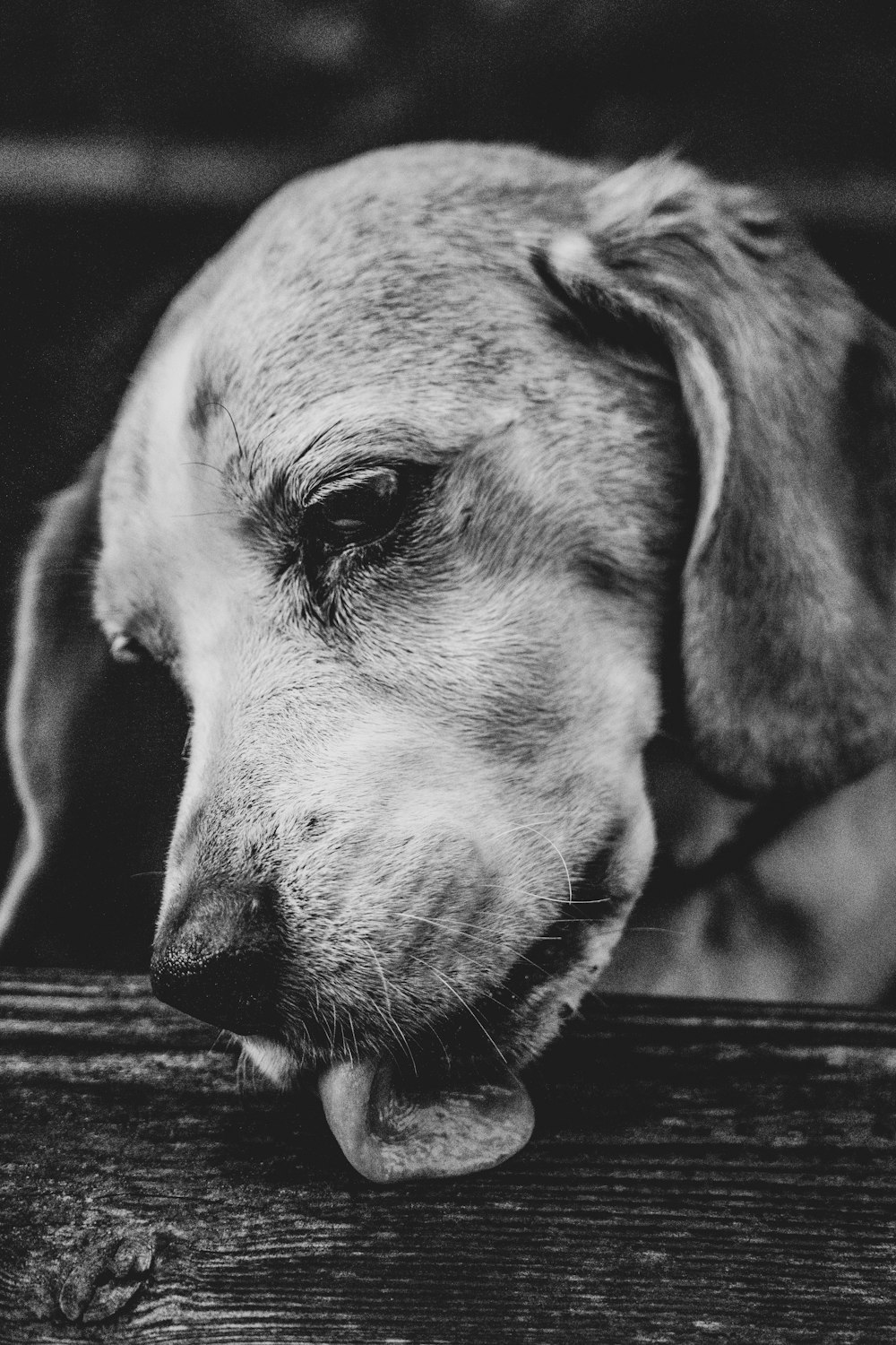 a dog with its eyes closed