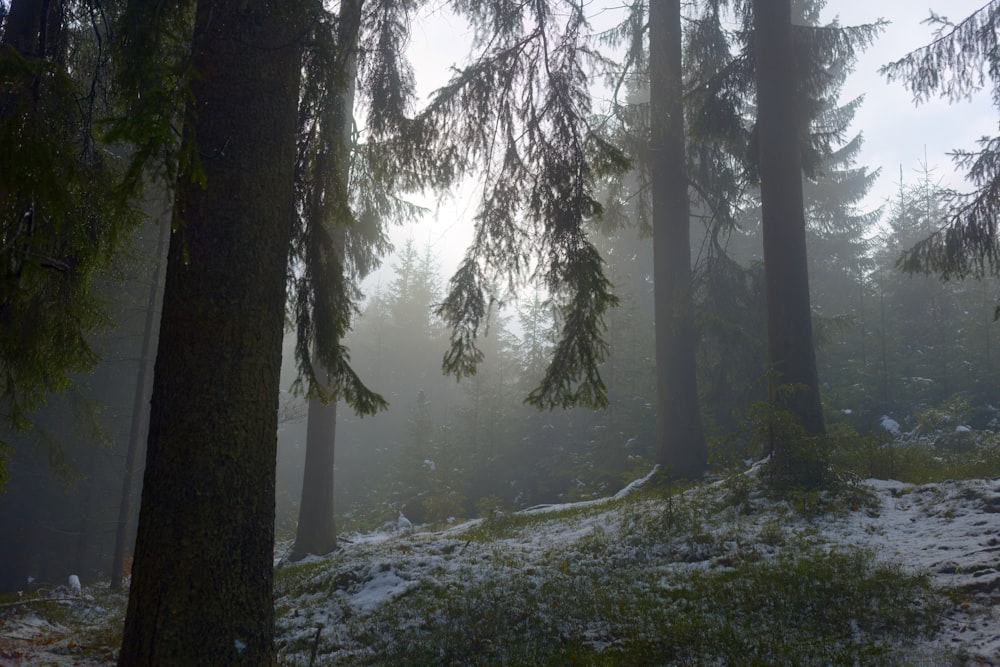 a forest with trees