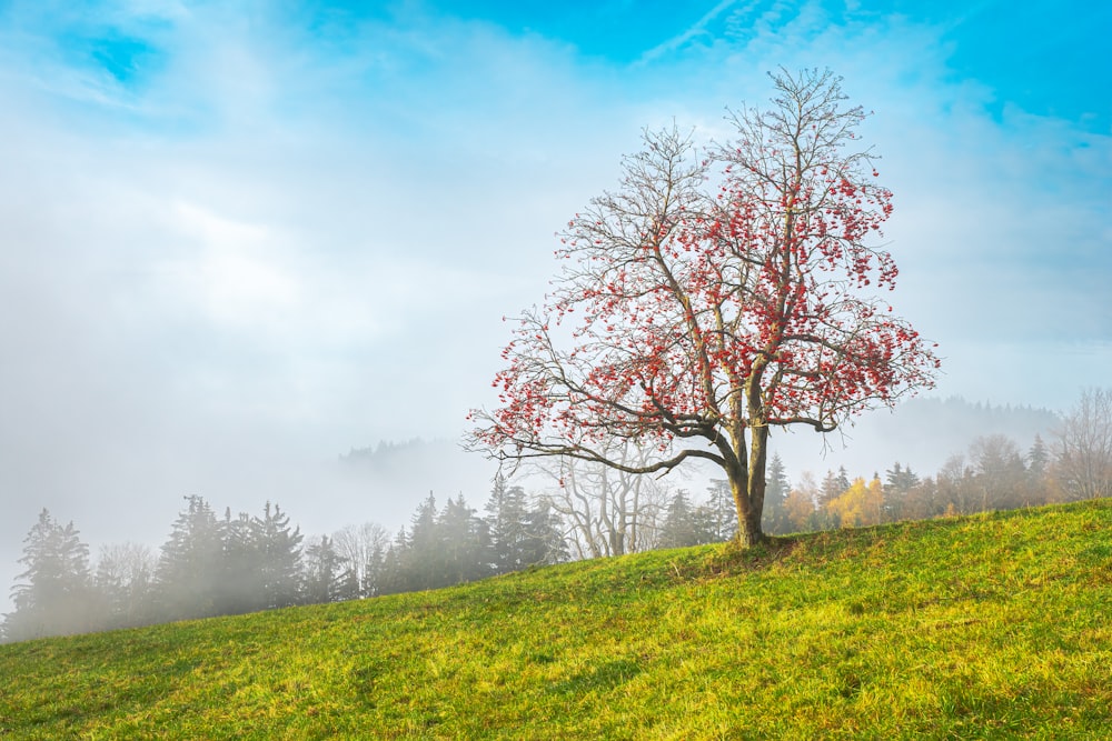 a tree in a field