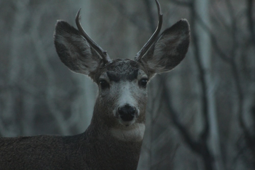 a deer with antlers