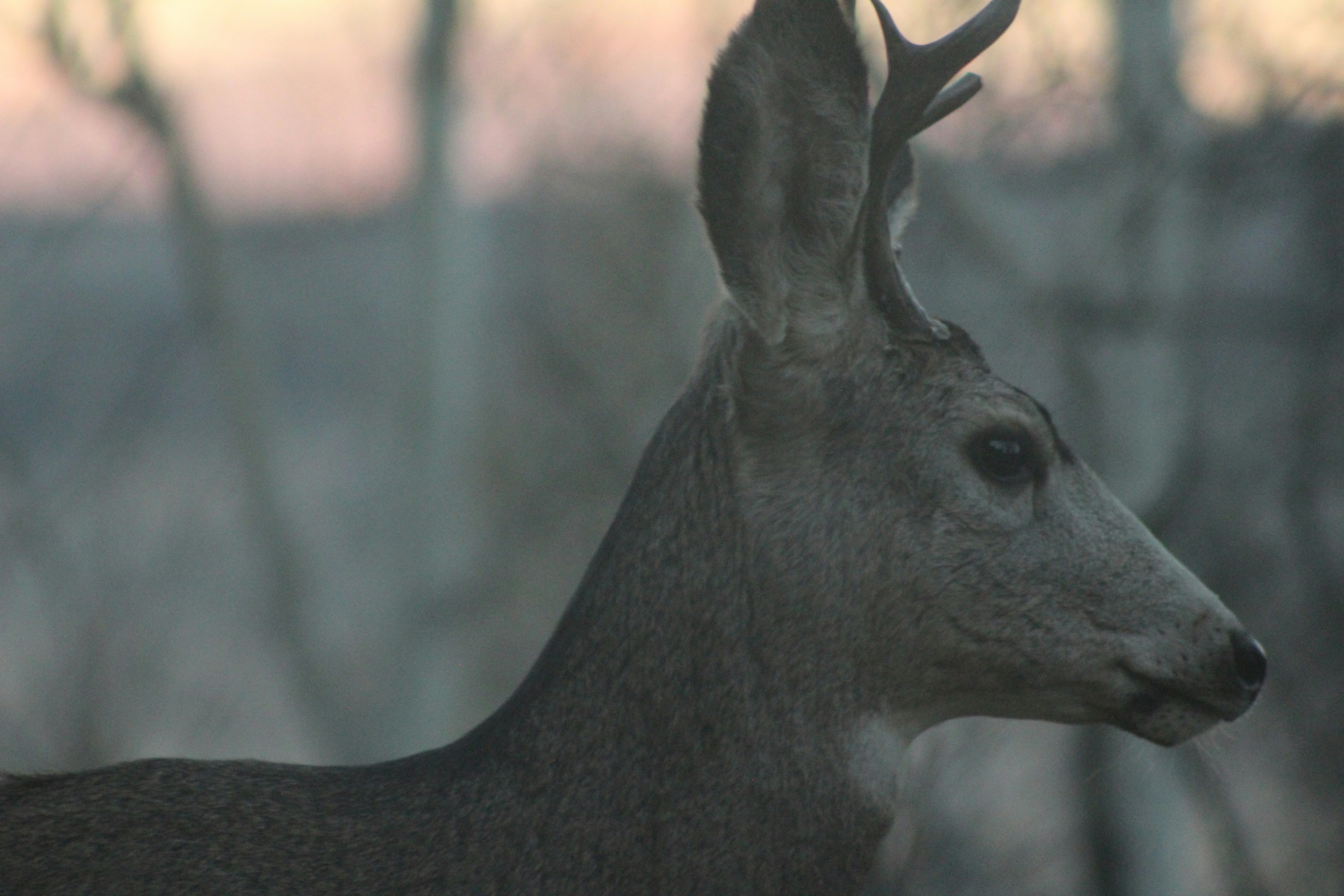a close up of a kangaroo