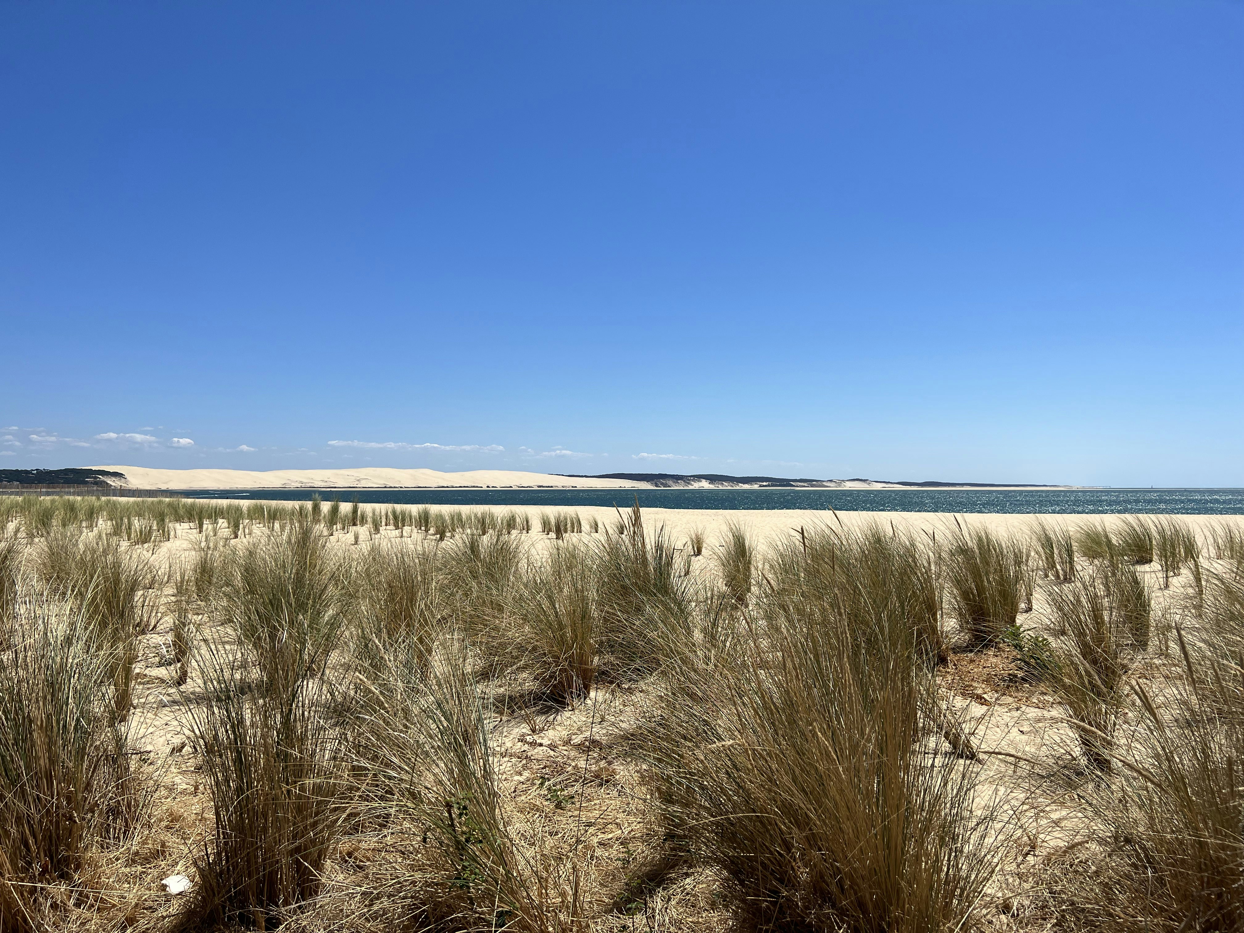a field of dry grass