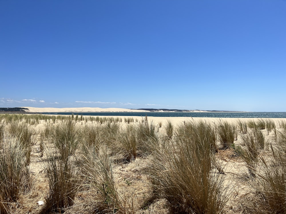 a field of dry grass