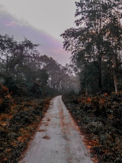 a road with trees on the side