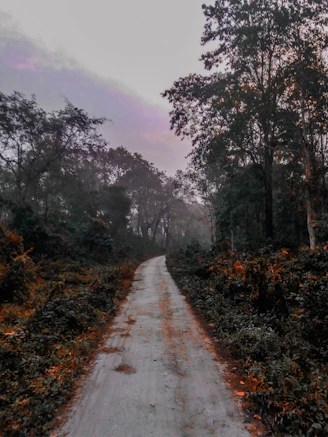 a road with trees on the side