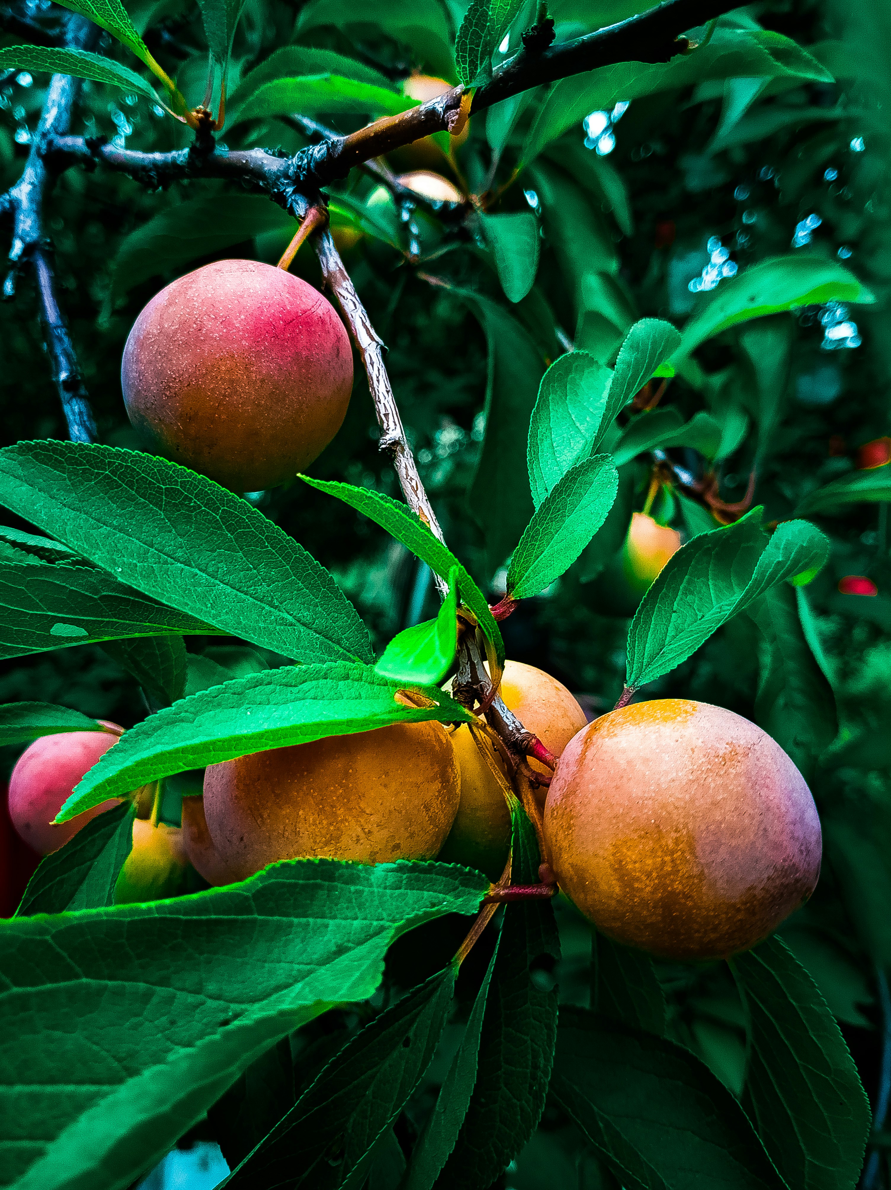 Photo by dragoncy635