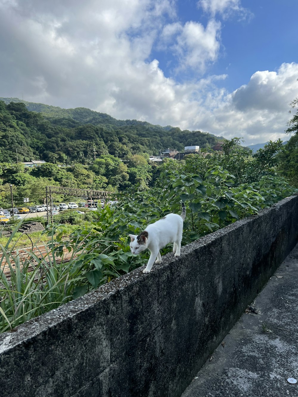 a cat on a wall