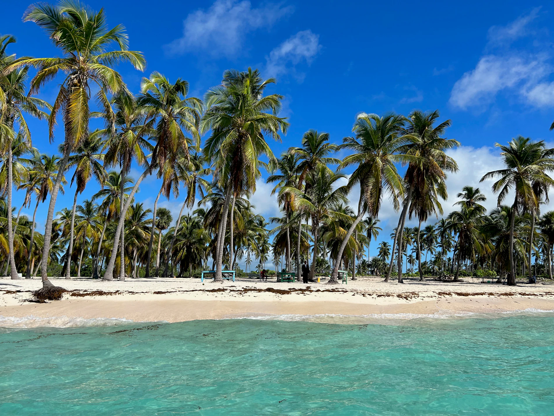 Palm trees over a white-sand Caribbean beach