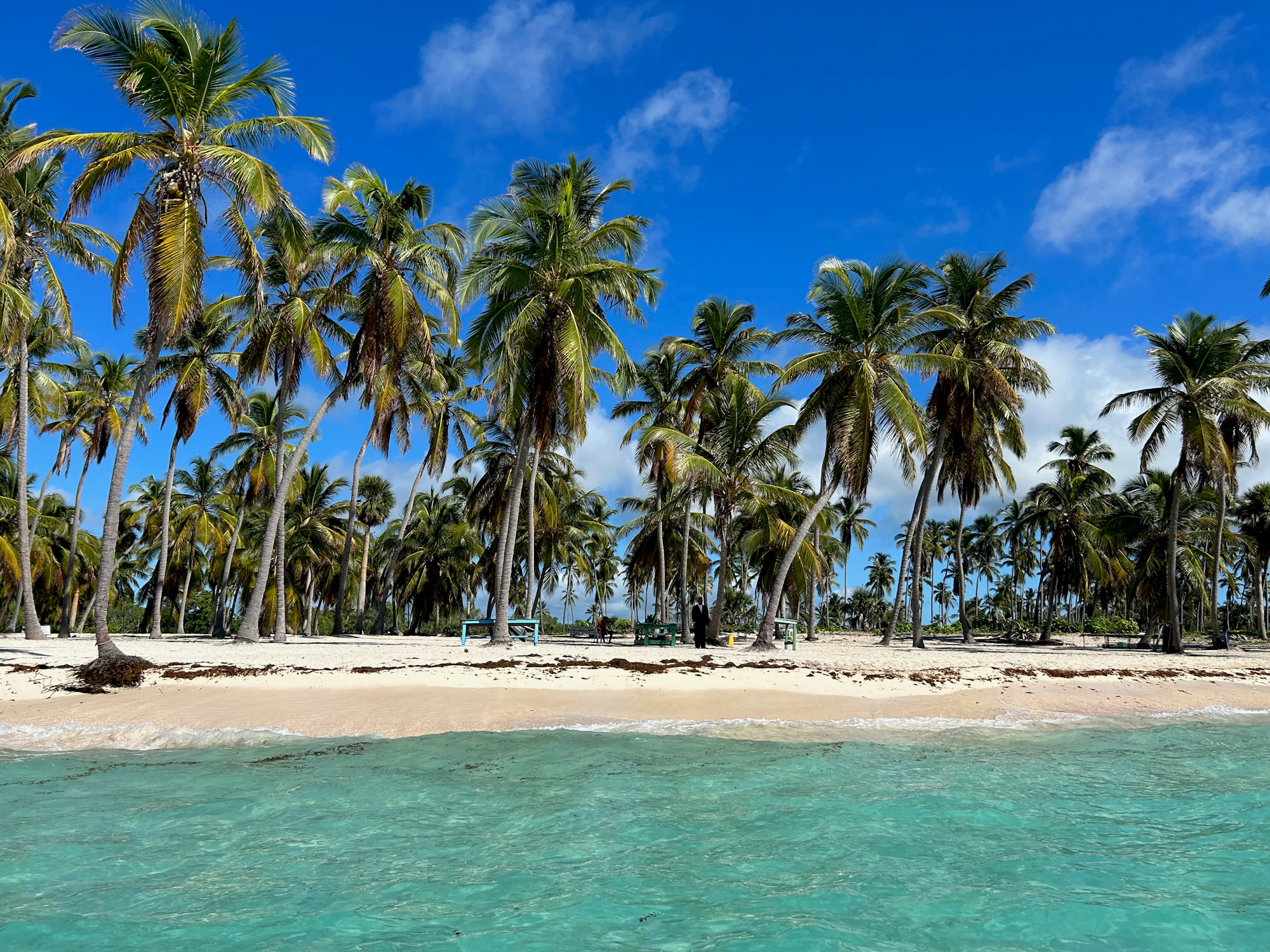 Palm trees lining a white-sand beach on Saona Island