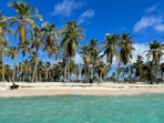 a beach with palm trees