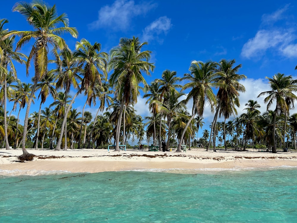 a beach with palm trees