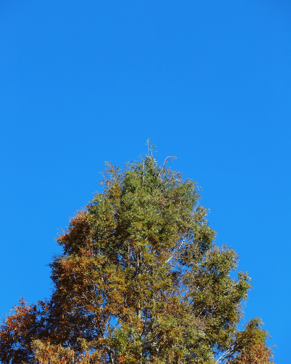 a tree with yellow leaves