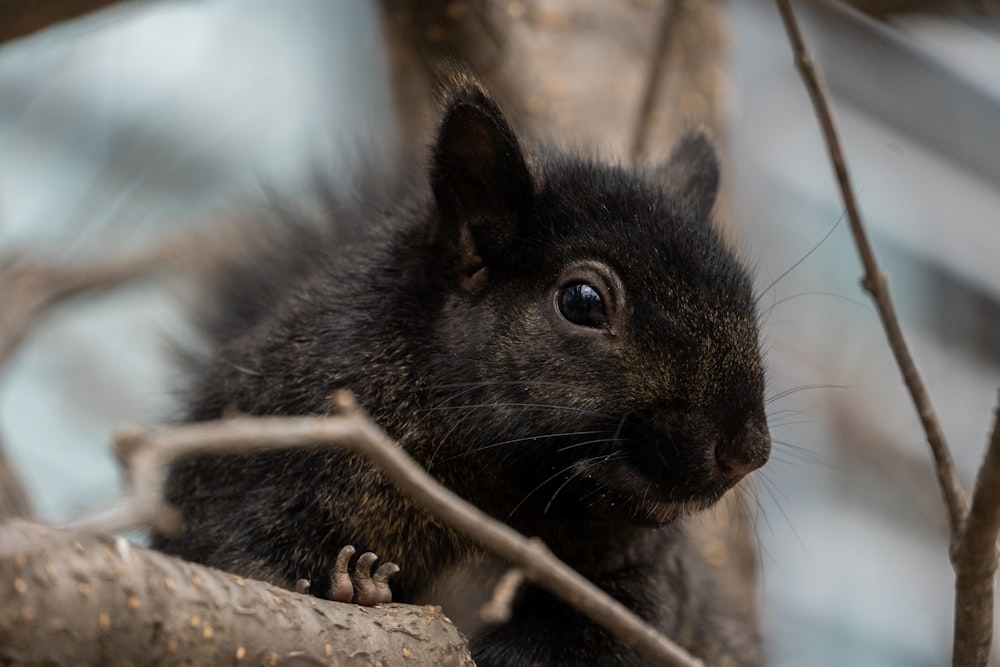 a small rodent on a branch